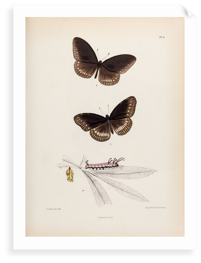 Double-branded crow butterfly by Frederic C Moore