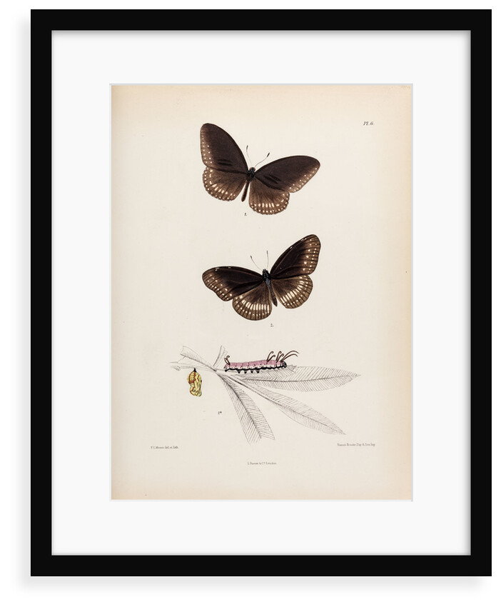 Double-branded crow butterfly by Frederic C Moore
