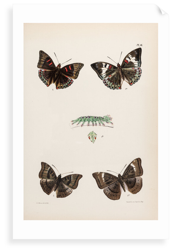 Baron butterflies by Frederic C Moore