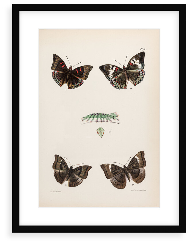 Baron butterflies by Frederic C Moore
