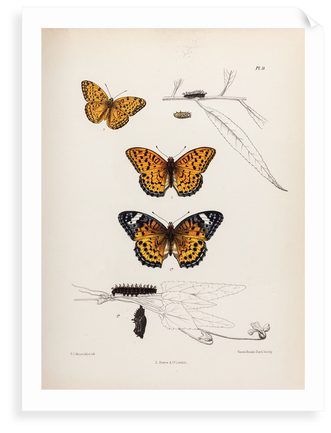 Butterflies and caterpillars by Frederic C Moore