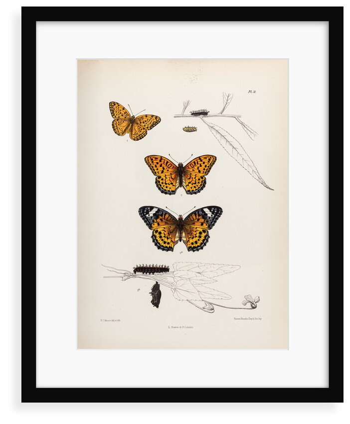 Butterflies and caterpillars by Frederic C Moore