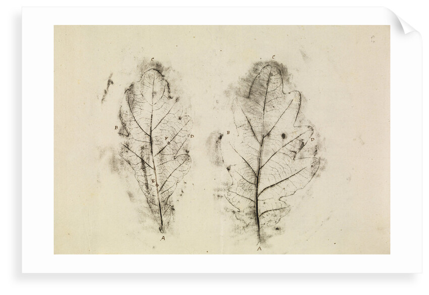 Oak leaves by Antoni van Leeuwenhoek
