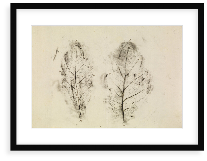 Oak leaves by Antoni van Leeuwenhoek
