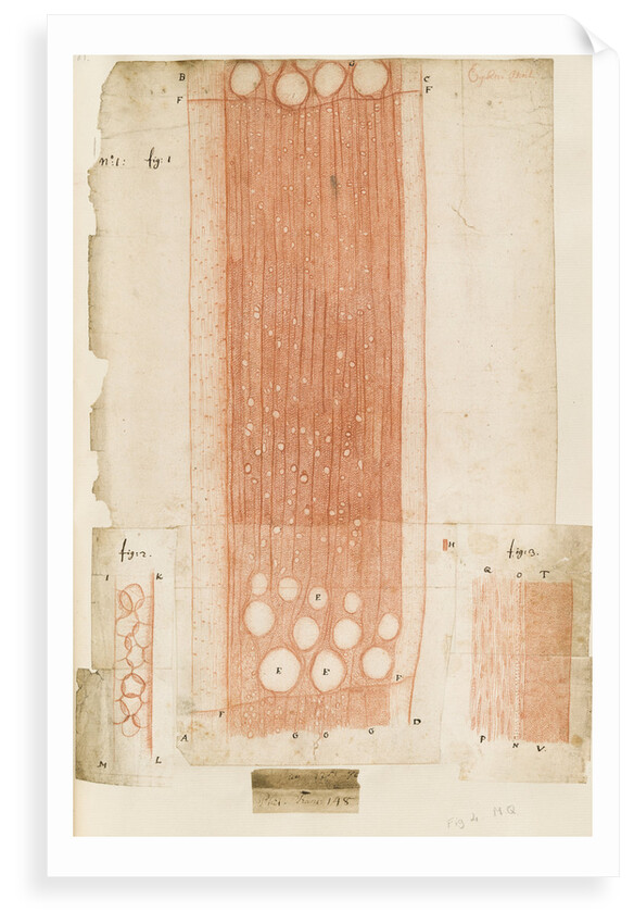 Oak wood sections by Antoni van Leeuwenhoek