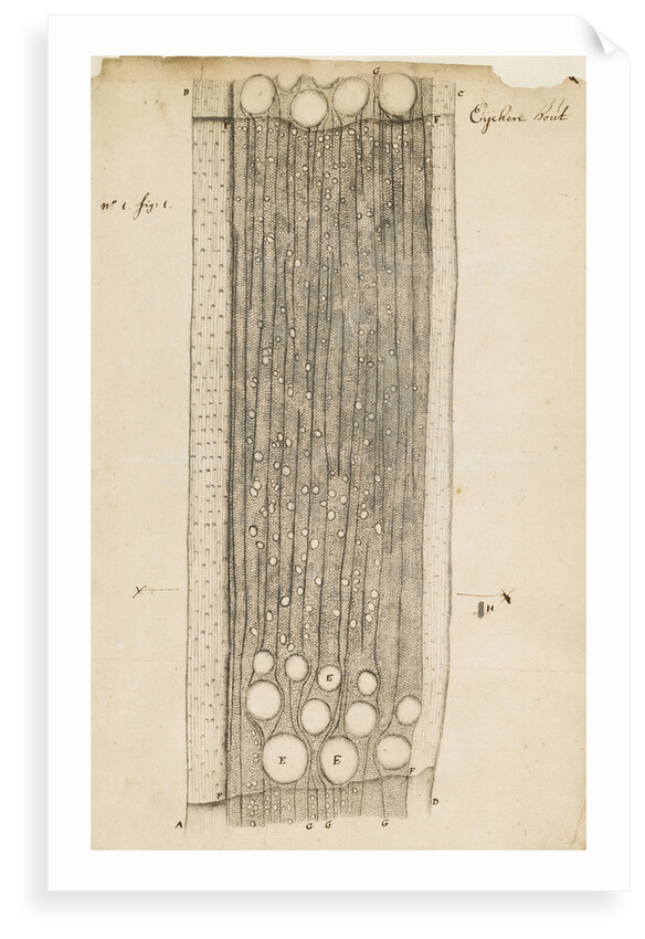 Oak wood section by Antoni van Leeuwenhoek