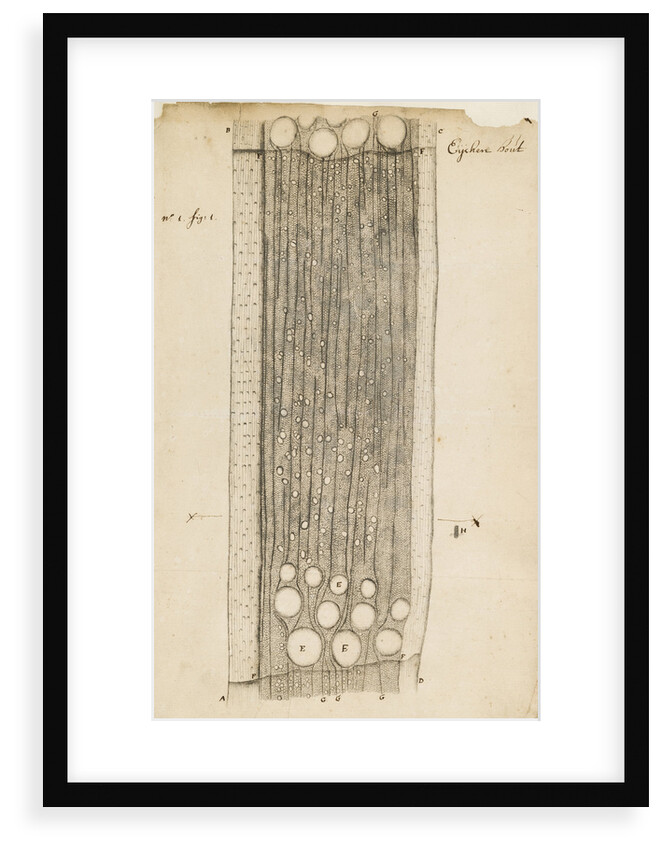 Oak wood section by Antoni van Leeuwenhoek