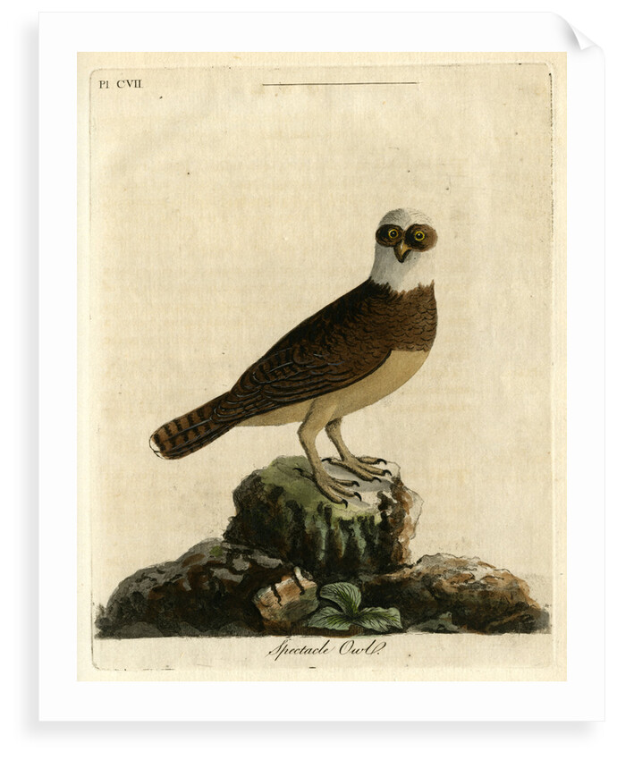Spectacle owl' by John Latham