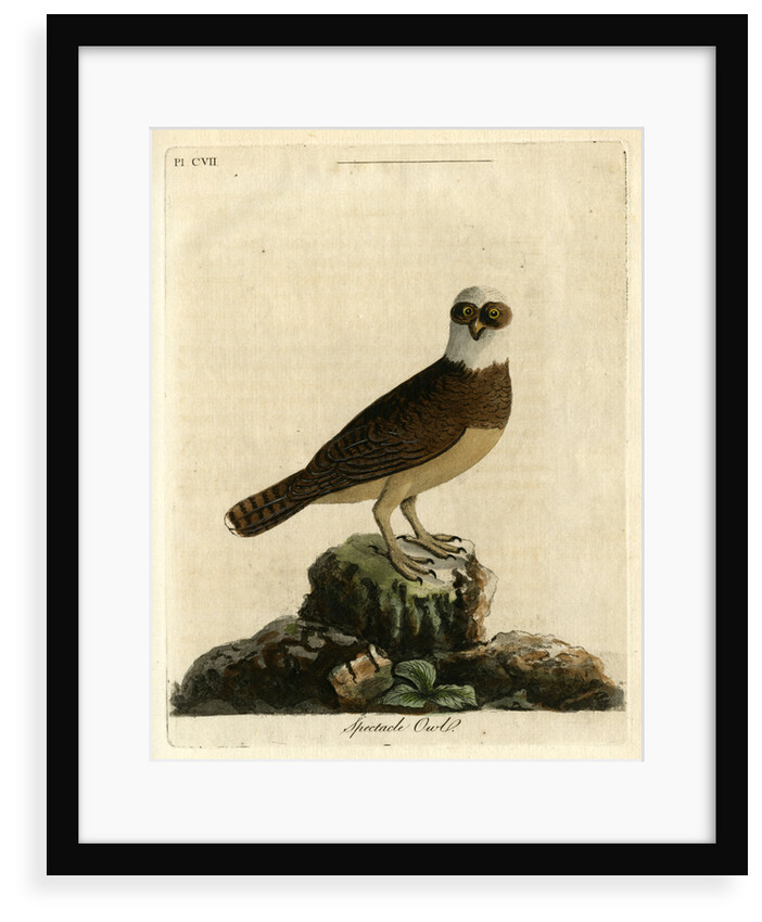 Spectacle owl' by John Latham