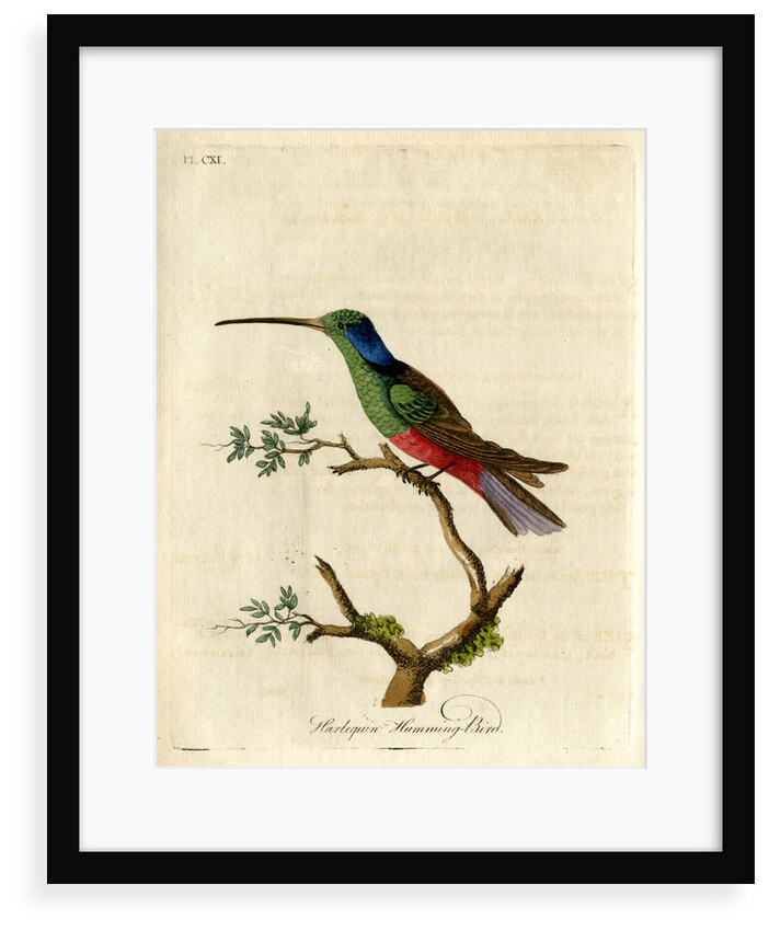 ‘Harlequin humming-bird’ by John Latham