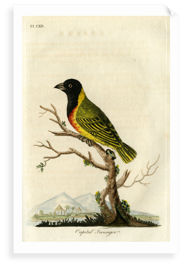 ‘Capital tanager’ by John Latham