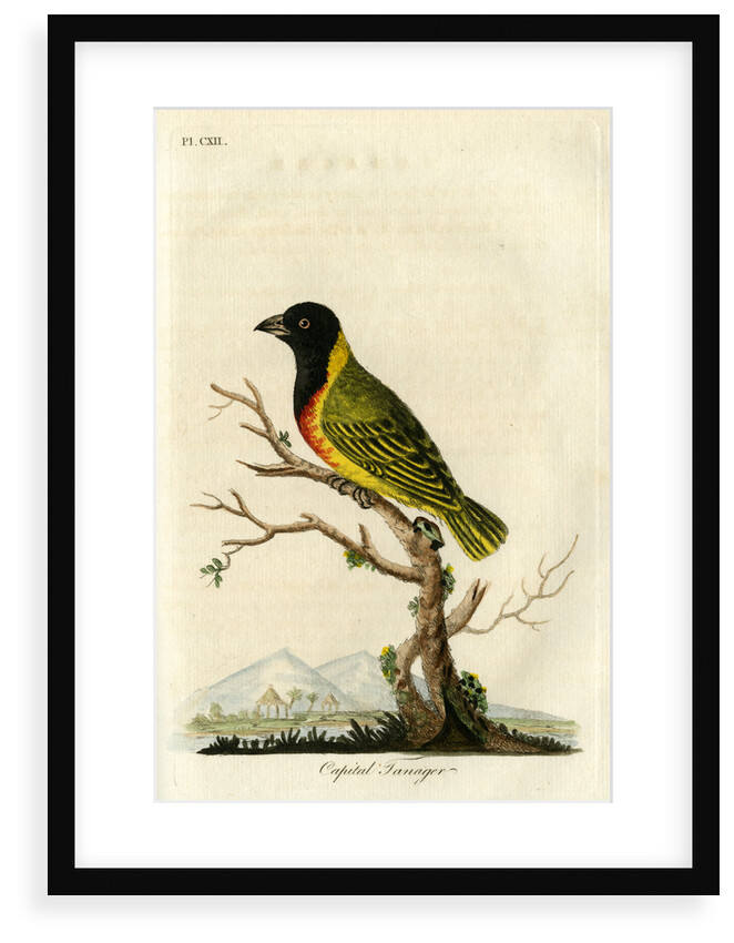 ‘Capital tanager’ by John Latham