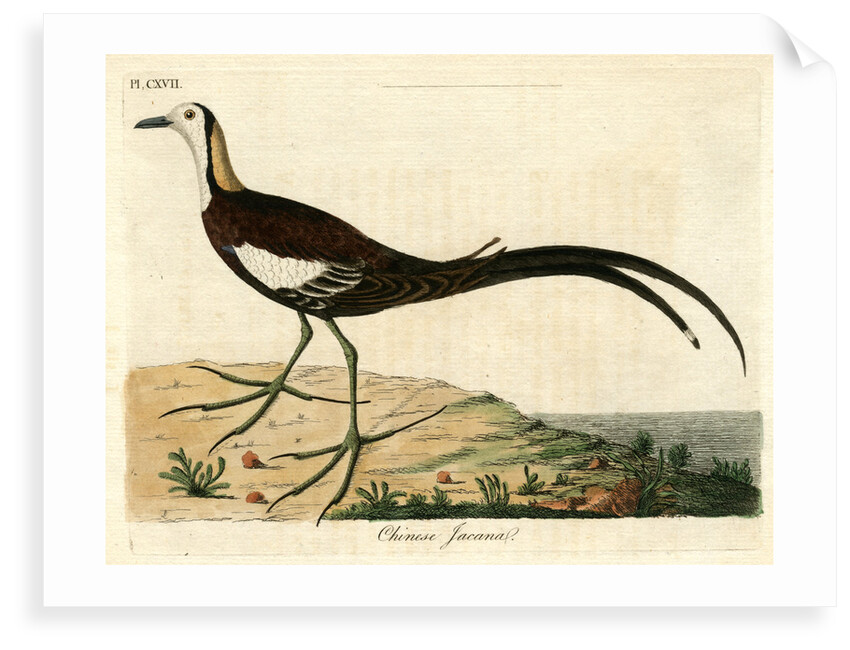 ‘Chinese jacana’ by John Latham