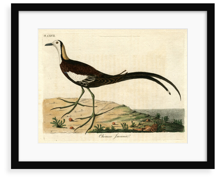 ‘Chinese jacana’ by John Latham