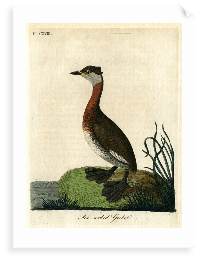 ‘Red-necked grebe’ by John Latham