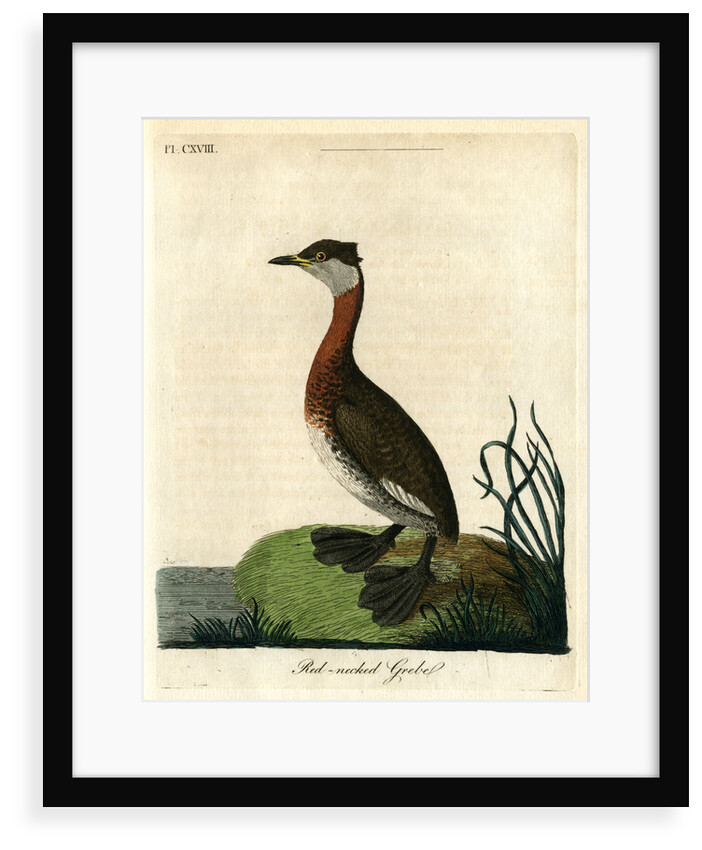 ‘Red-necked grebe’ by John Latham