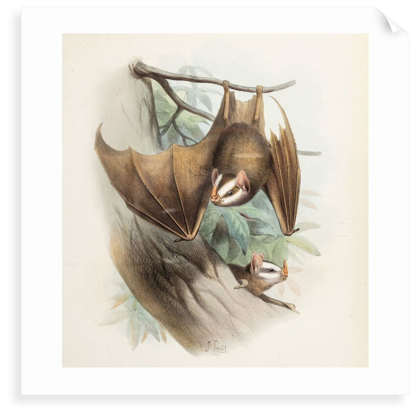 Salvin's big-eyed bat by Joseph Smit