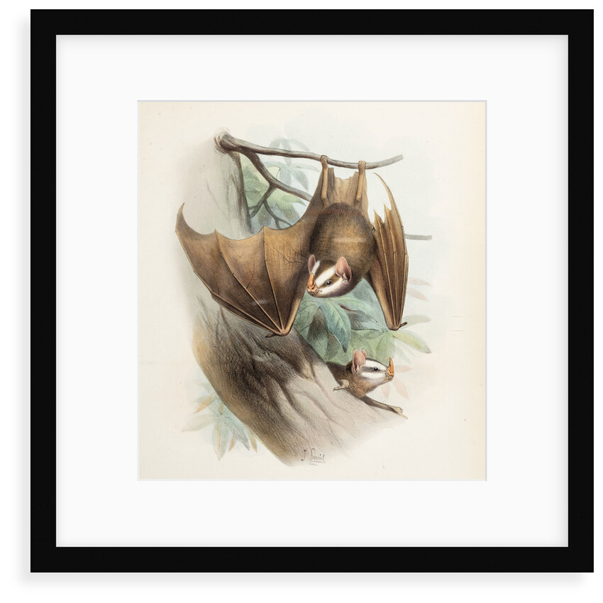 Salvin's big-eyed bat by Joseph Smit