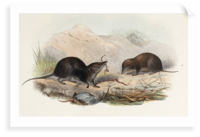 Shrews by Joseph Smit