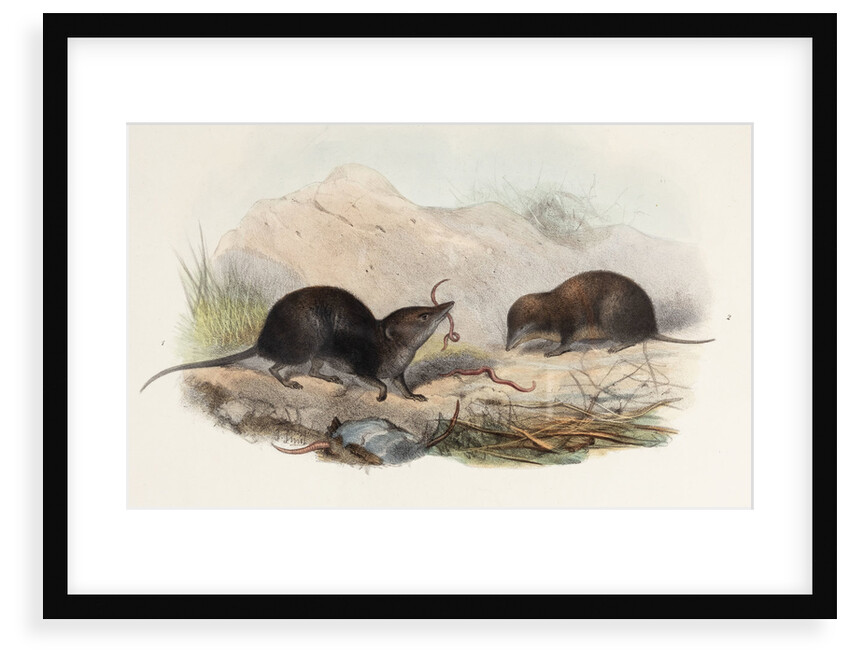 Shrews by Joseph Smit