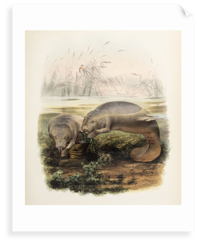 Manatees by Joseph Smit