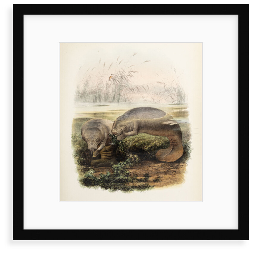 Manatees by Joseph Smit