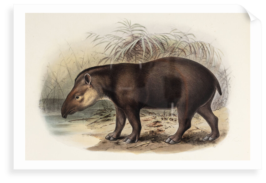 Tapir by Johannes Gerardus Keulemans
