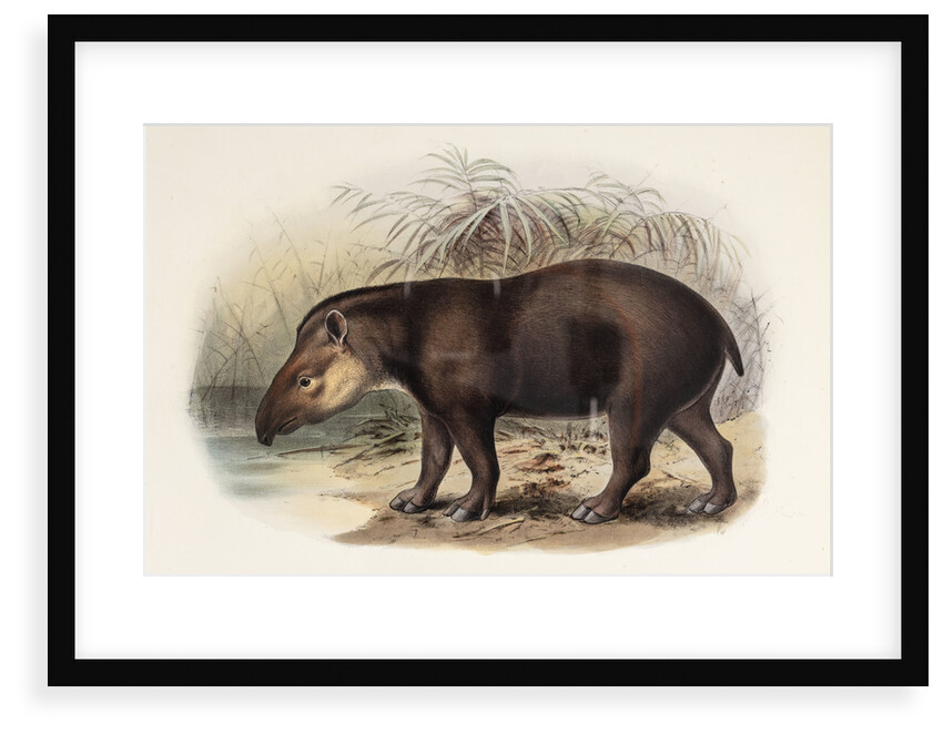 Tapir by Johannes Gerardus Keulemans