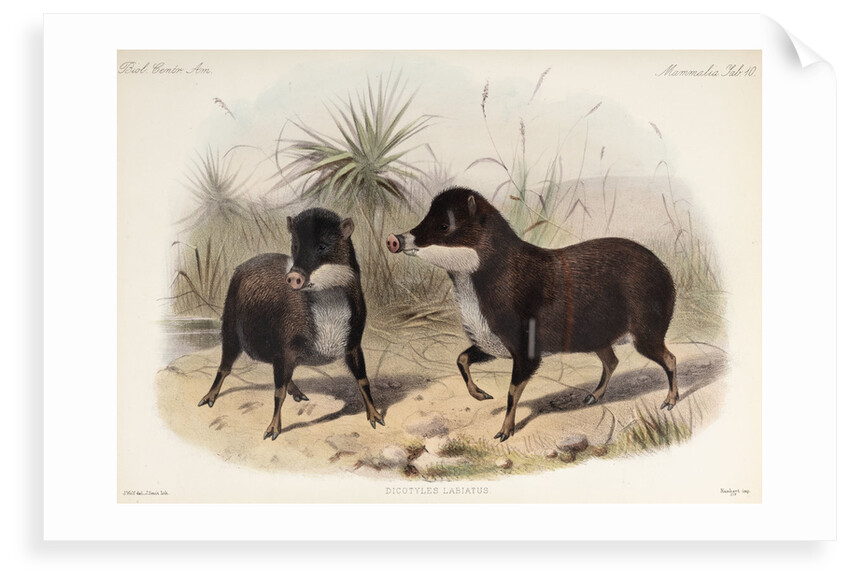 White-lipped peccary by Joseph Smit