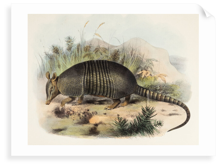 Nine-banded armadillo by Joseph Smit