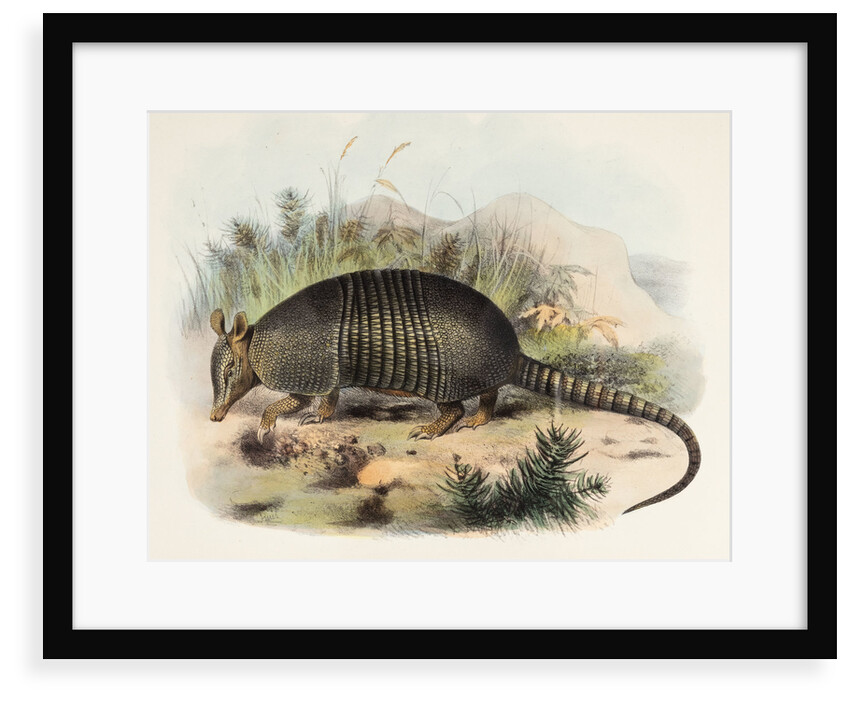 Nine-banded armadillo by Joseph Smit