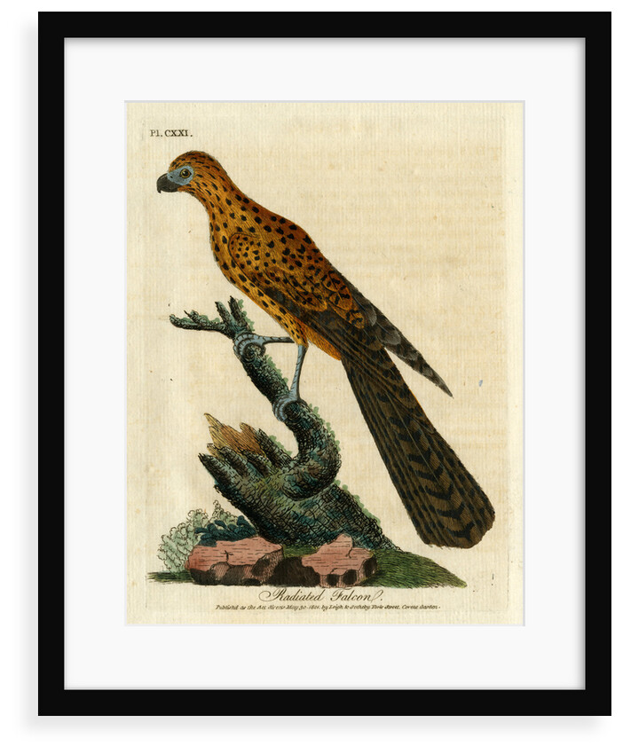 ‘Radiated falcon’ by John Latham