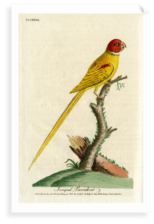 ‘Jongquil parrakeet’ by John Latham