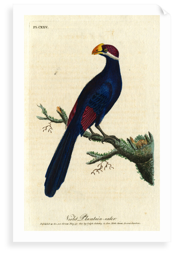 ‘Violet Plantain-eater’ by John Latham