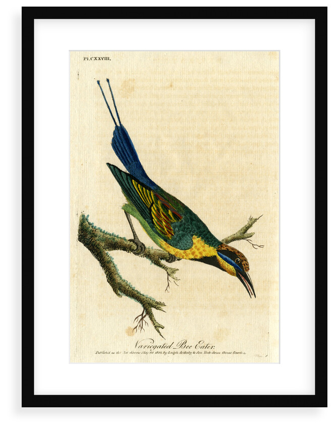 ‘Variegated bee eater’ by John Latham
