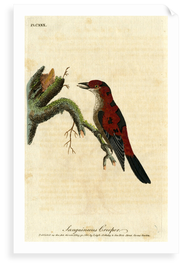‘Sanguineous creeper’ by John Latham