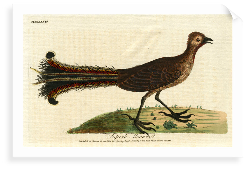 ‘American rhea’ by John Latham