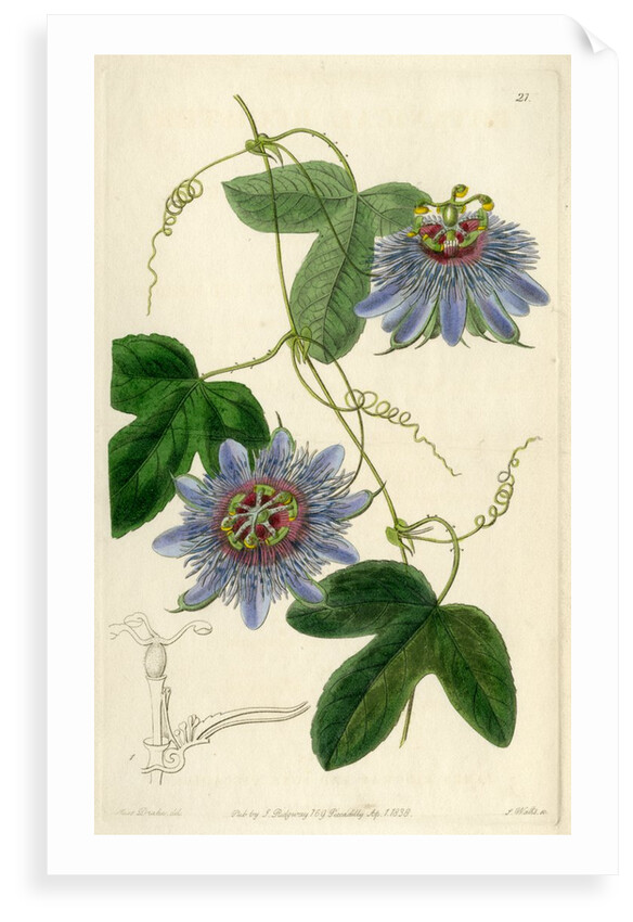 ‘Lieut Sulivan’s Passion-flower’ by S Watts
