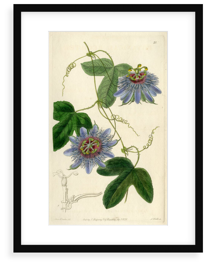 ‘Lieut Sulivan’s Passion-flower’ by S Watts