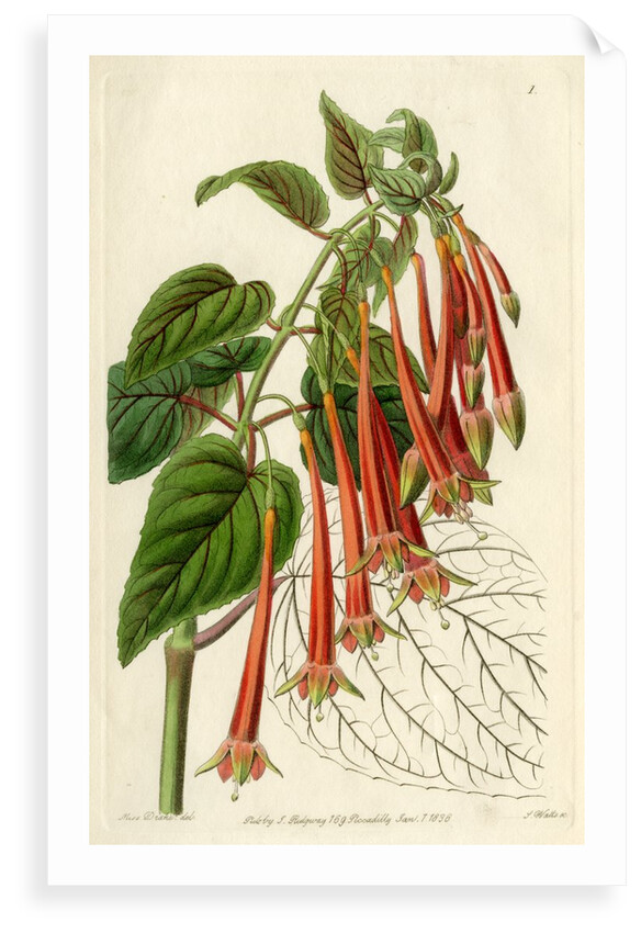 Brilliant fuschia by S Watts