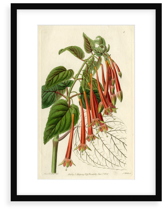 Brilliant fuschia by S Watts