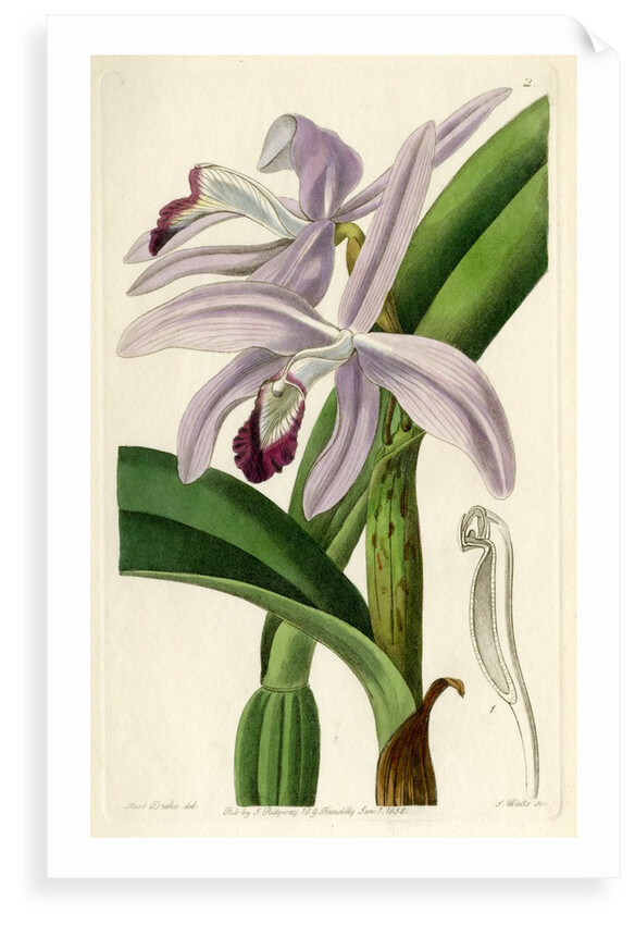 Perrin's sophronitis by S Watts