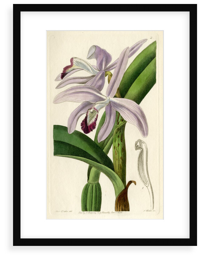 Perrin's sophronitis by S Watts