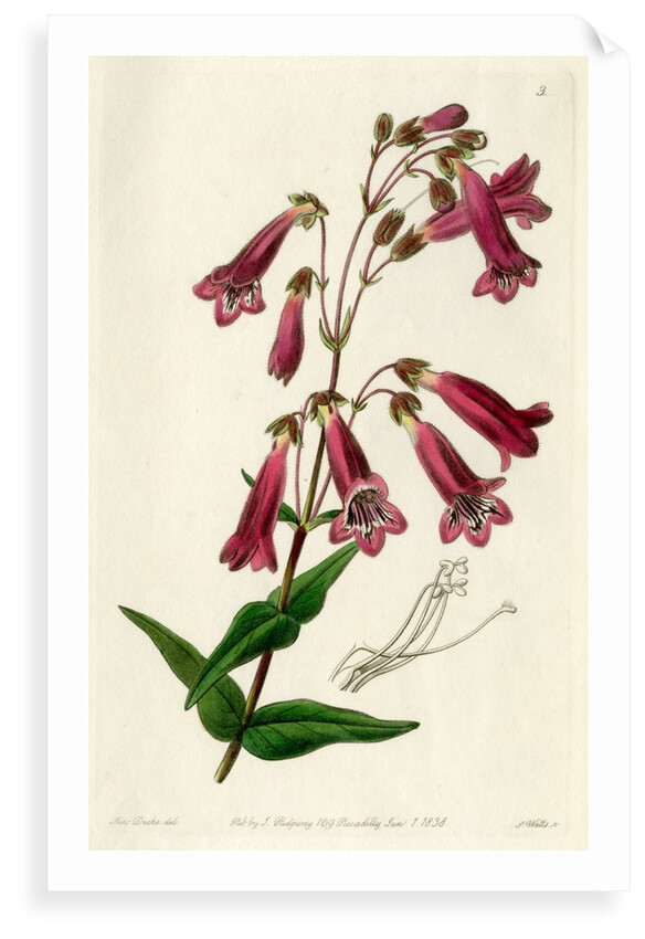 Gentian beardtongue by S Watts