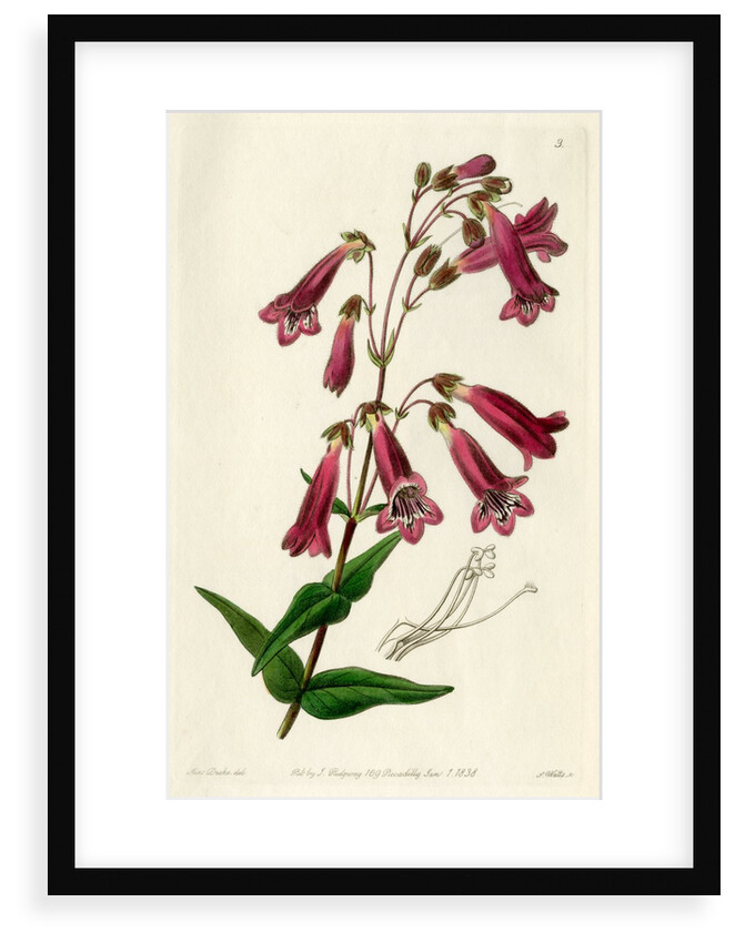Gentian beardtongue by S Watts