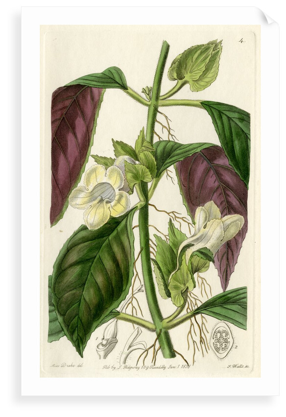 ‘Two-coloured woodwort’ by S Watts
