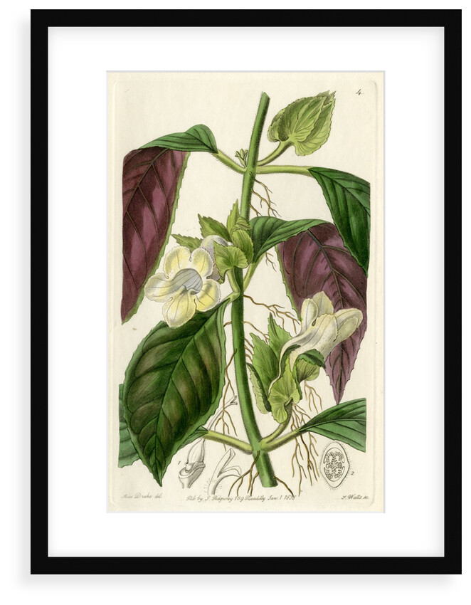 ‘Two-coloured woodwort’ by S Watts