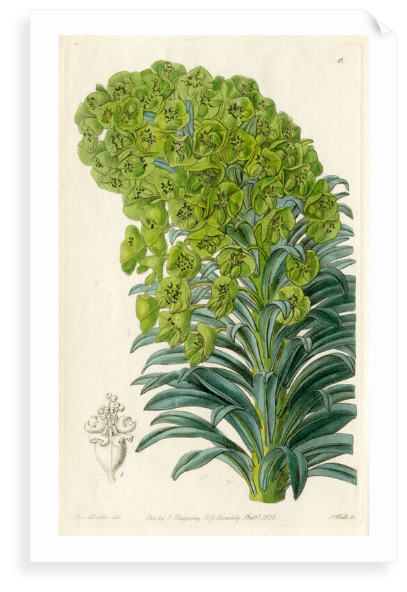 Mediterranean spurge by S Watts
