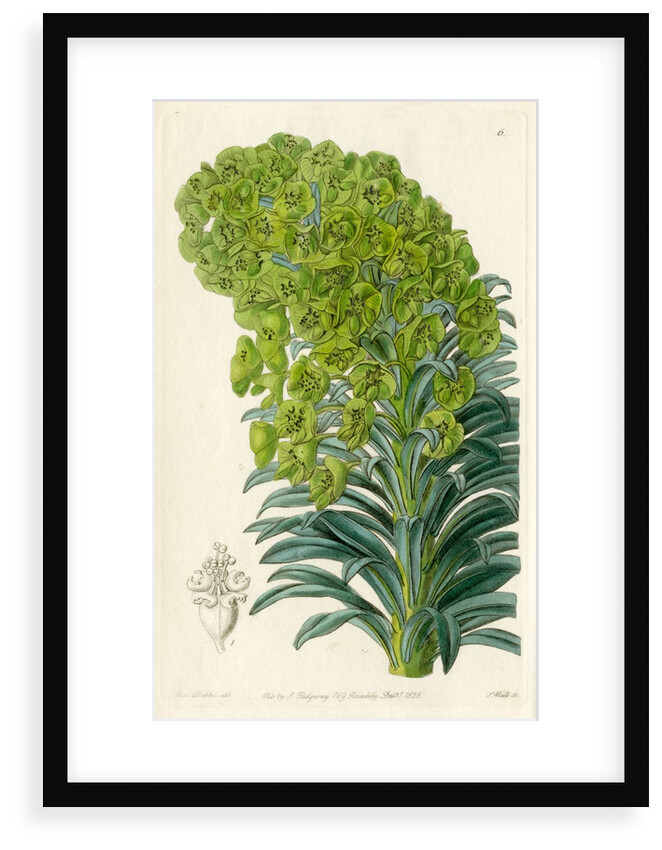 Mediterranean spurge by S Watts
