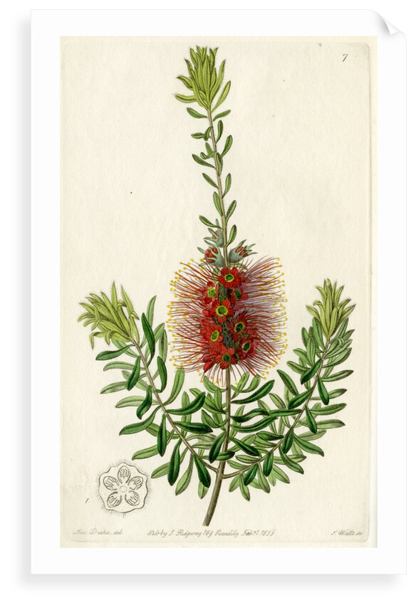 Scarlet kunzea by S Watts